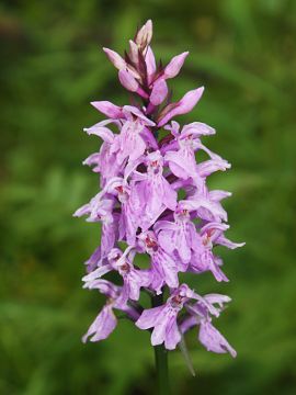 Dactylorhiza maculata