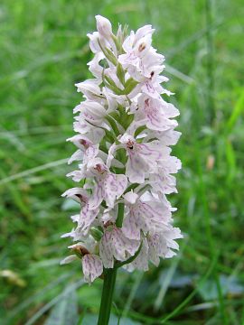 Dactylorhiza maculata