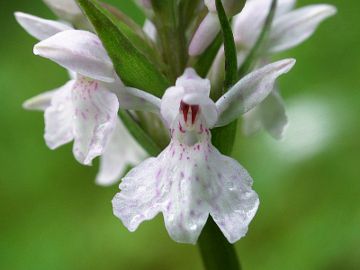 Dactylorhiza maculata