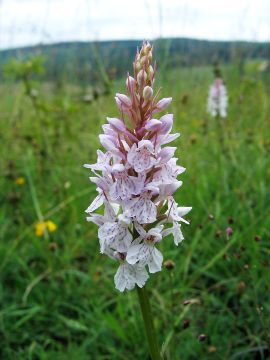 Dactylorhiza maculata