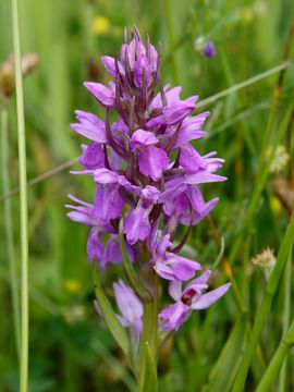 Dactylorhiza praetermissa