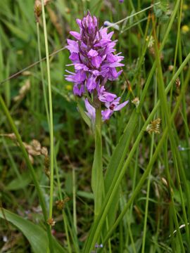 Dactylorhiza praetermissa