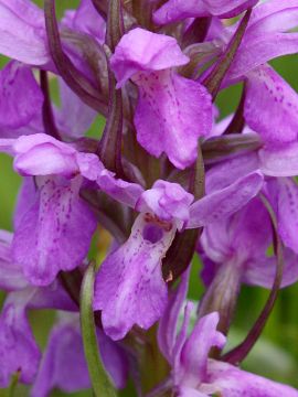 Dactylorhiza praetermissa