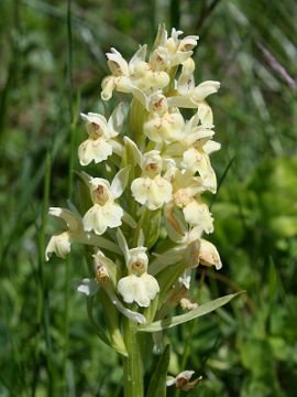 Dactylorhiza sambucina