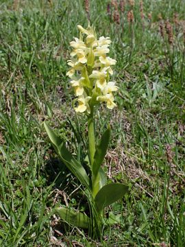 Dactylorhiza sambucina