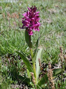 Dactylorhiza sambucina