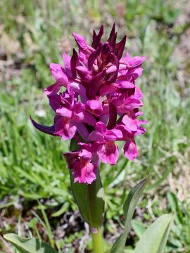 Dactylorhiza sambucina