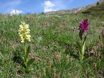 Dactylorhiza sambucina