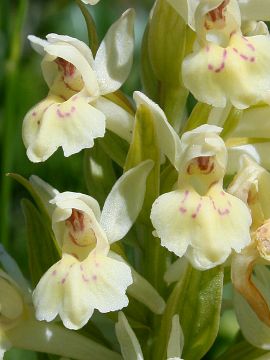 Dactylorhiza sambucina