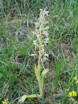 Himantoglossum hircinum