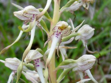 Himantoglossum hircinum