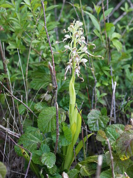 Himantoglossum hircinum