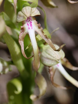 Himantoglossum hircinum