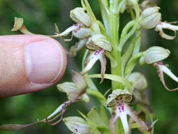 Himantoglossum hircinum