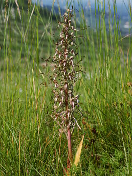 Himantoglossum hircinum