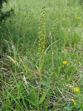 Listera ovata