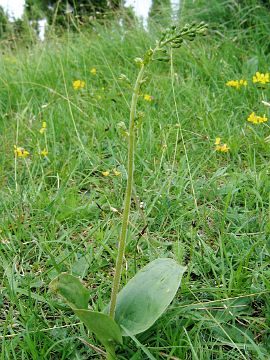 Listera ovata