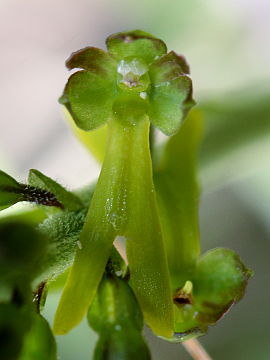 Listera ovata