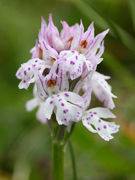 Neotinea tridentata