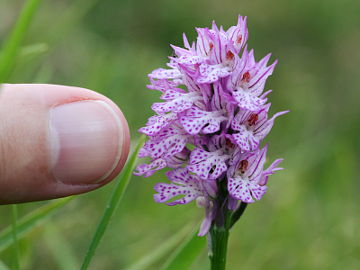 Neotinea tridentata