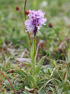 Neotinea tridentata