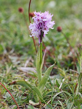 Neotinea tridentata