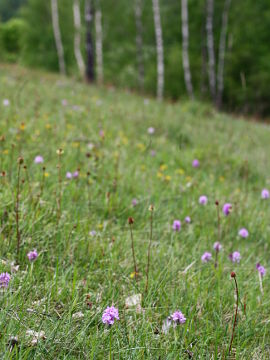 Neotinea tridentata