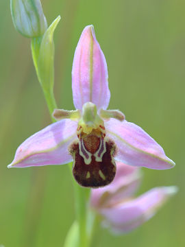 Ophrys apifera