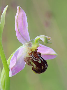 Ophrys apifera