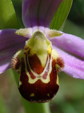 Ophrys apifera