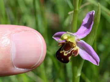 Ophrys apifera