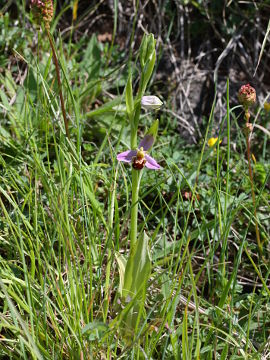 Ophrys apifera