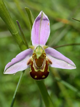 Ophrys apifera