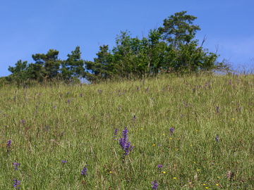 Ophrys apifera