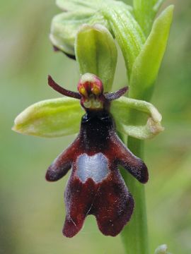 Ophrys insectifera