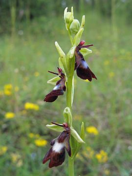 Ophrys insectifera