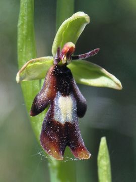 Ophrys insectifera