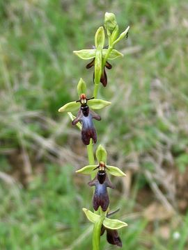 Ophrys insectifera