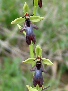 Ophrys insectifera