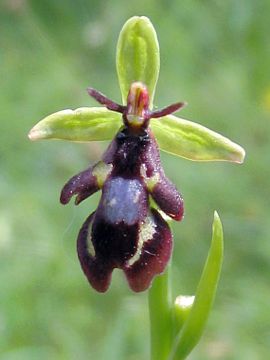 Ophrys insectifera