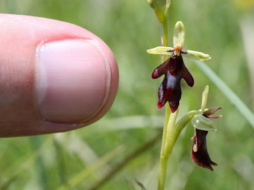 Ophrys insectifera