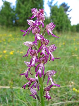 Orchis anthropophora × Orchis militaris