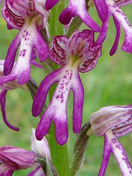 Orchis anthropophora × Orchis militaris