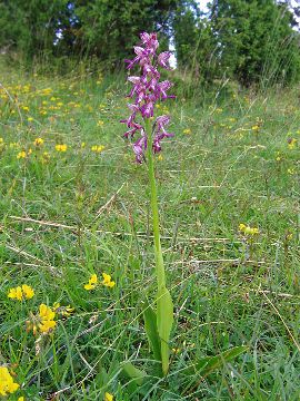 Orchis anthropophora × Orchis militaris