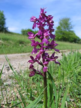 Orchis mascula