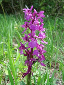 Orchis mascula