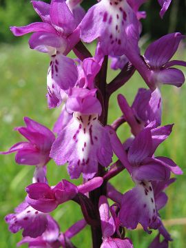 Orchis mascula