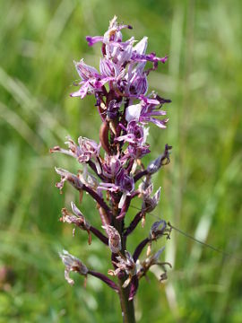 Orchis militaris