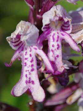 Orchis militaris