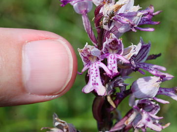 Orchis militaris